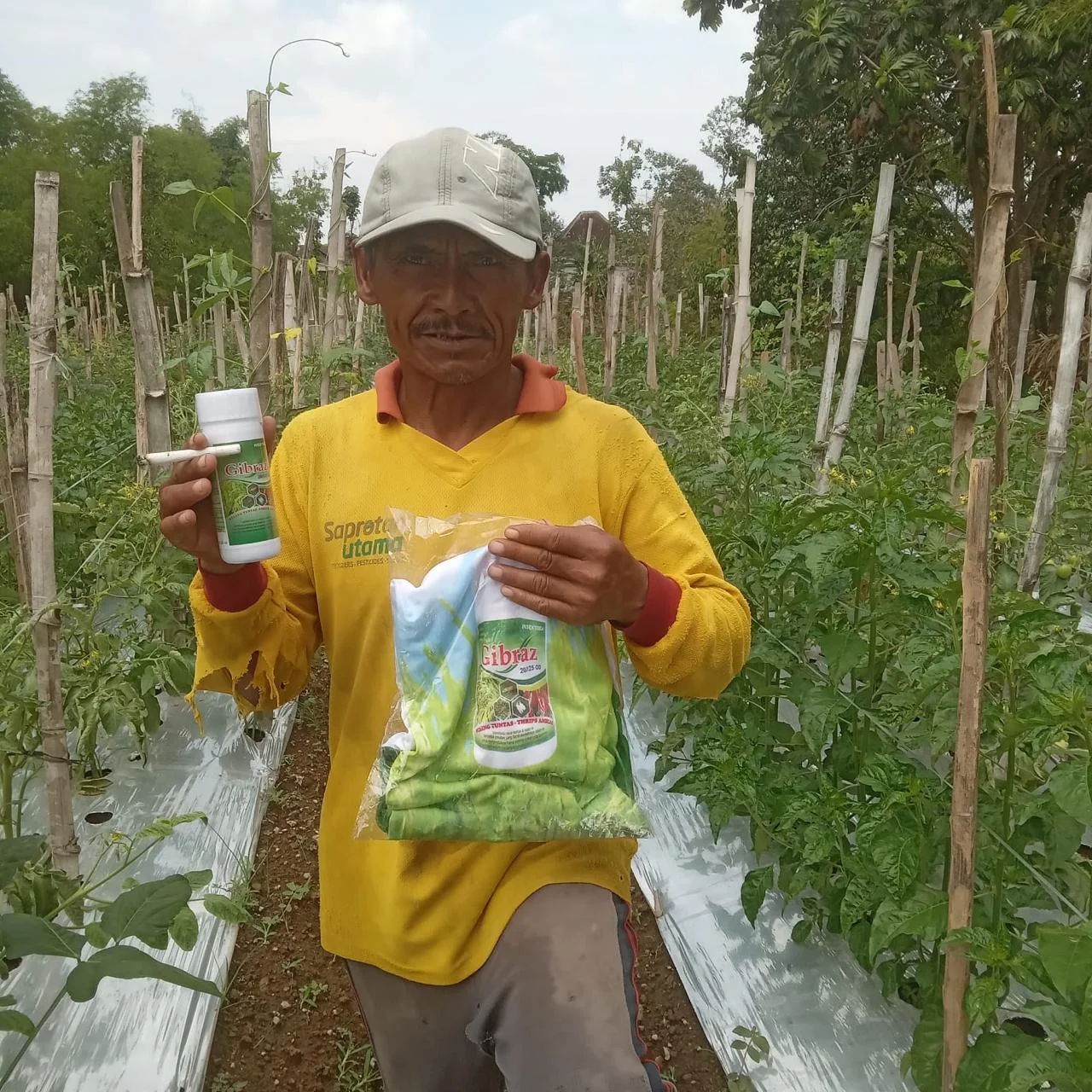 bapak petani